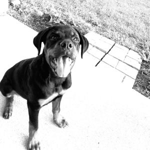 Meet your Posher, Dawn